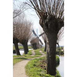 Hardinxveld-Giessendam - Tiendwegse Molen 02