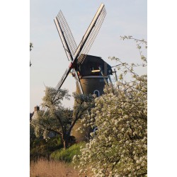 Beesd - De Vrijheid 01