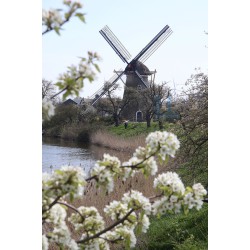 Beesd - De Vrijheid 02