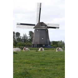 Alkmaar - Viaanse Molen 02